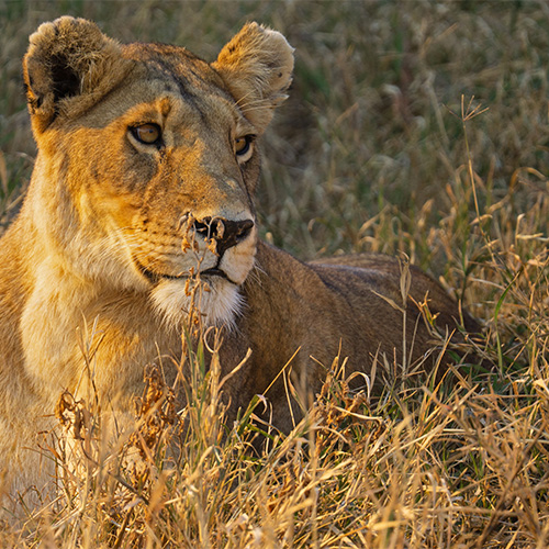 a lion alone in the jungle at national park