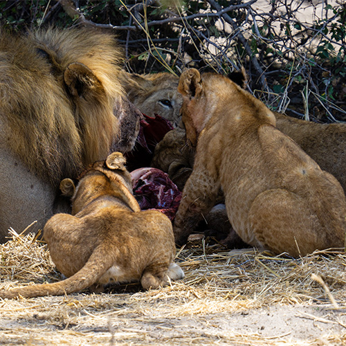 a lion family at the jungle