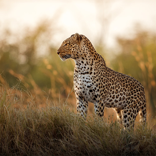 african-leopard-female-pose-beautiful-evening-light