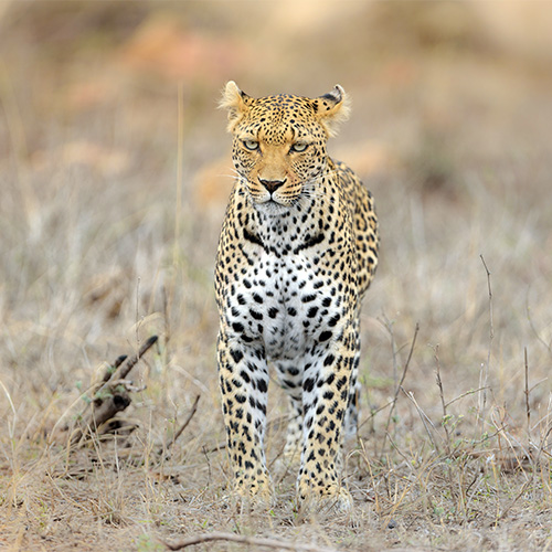 cheetah-standing-dry-grassy-field-while-looking-straight-ahead