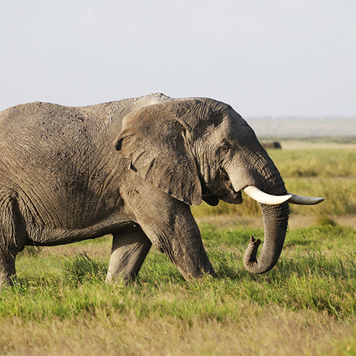 elephant-walking-green-field