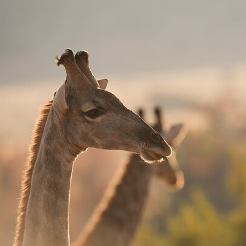 giraffes at national park