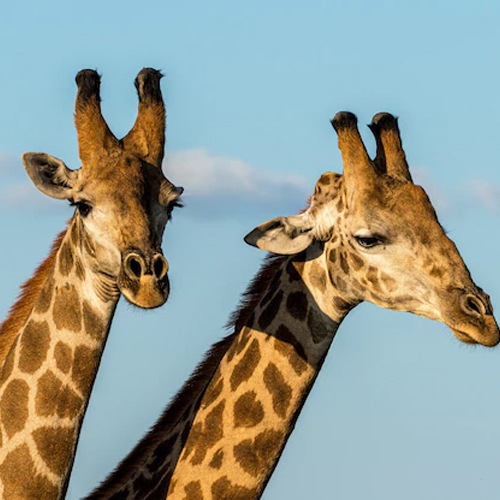 giraffes couple