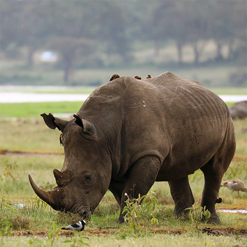 rhino at the park