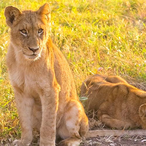 selective-focus-shot-two-female-lions-green-grass