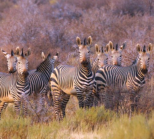 9 Days Luxury Wildlife Safari