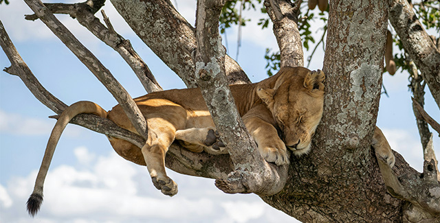 a lioness sleeping on the tree