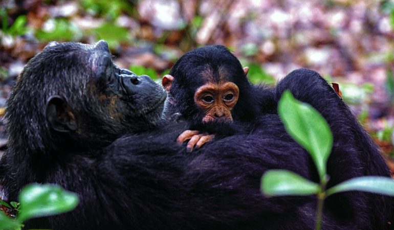 4 Days Mahale Chimpanzee Tracking