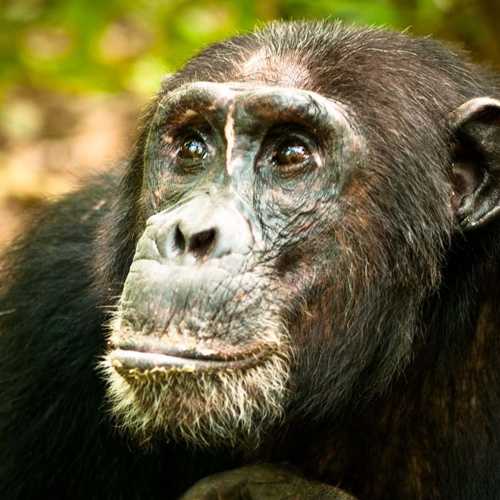 chimpanzee at mahale national park