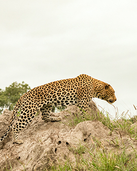 closeup-shot-african-leopard-sitting-rock-with-grey-sky-distance