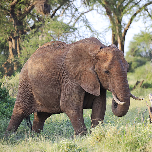 elephants-standing-each-other