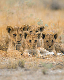 group-cute-baby-lions-lying-among-grass-middle-field