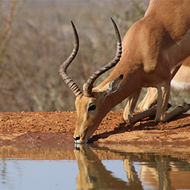 impala-5232026