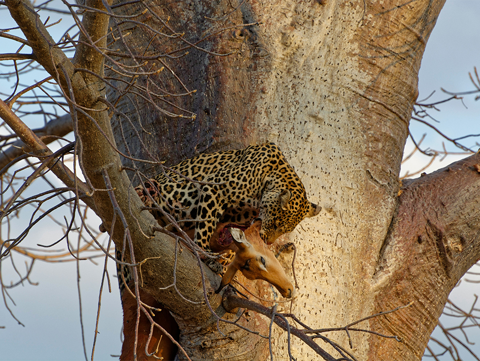 leopard on the tree at national park