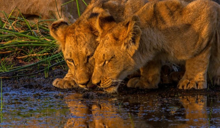 12 Days Luxury Wildlife Safari