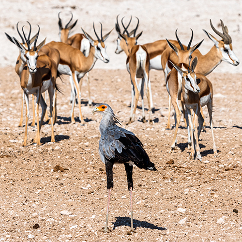 martial-eagle-etosha-national