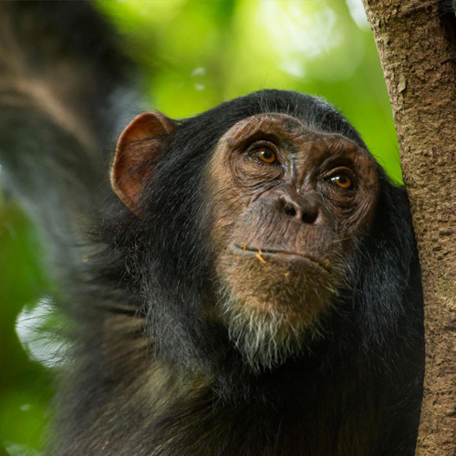 monkey on the tree at mahale national park