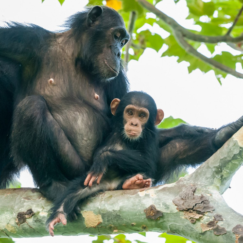 monkey on the tree