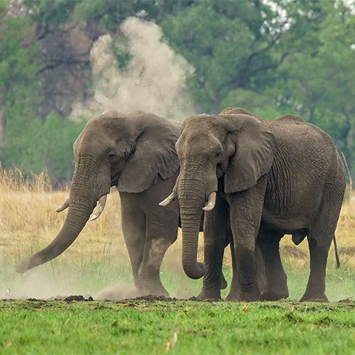 pair-african-elephants-walking-land-with-dust-greenery