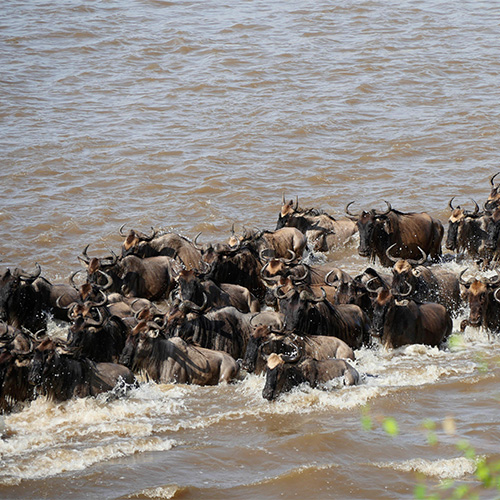 river crossing wildebeests