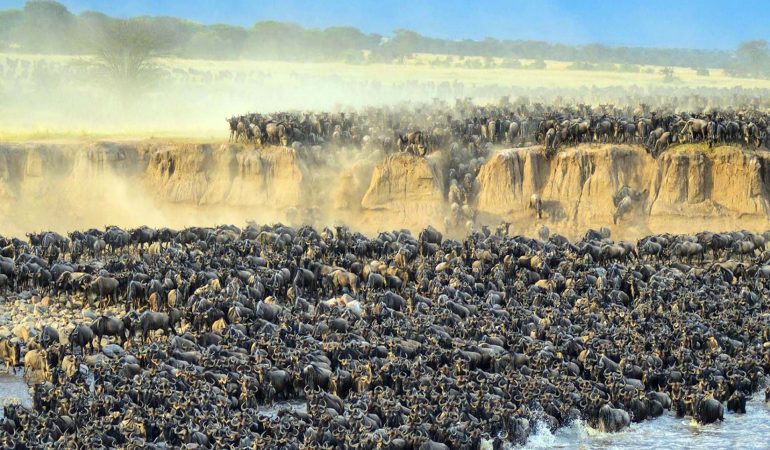 8 Days Rivercrossing Wildebeests Migration (Aug – Oct)