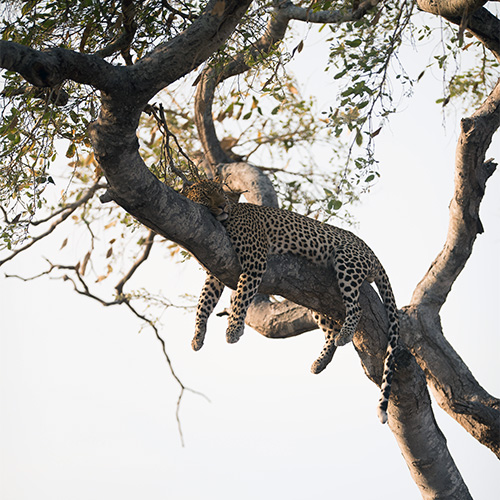 vertical-shot-leopard-sleeping-tree