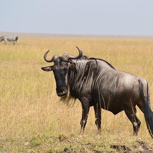 wildebeest-322089