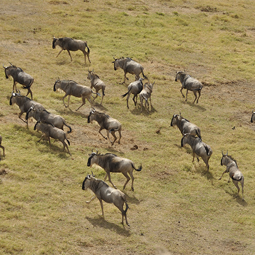 wildebeest-migration-3995945