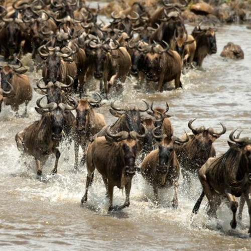 wildebeest-running-river-serengeti-tanzania-africa