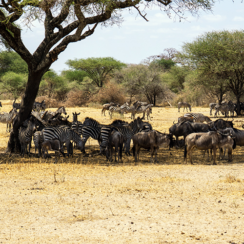 wildebeests