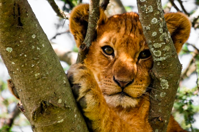 4-Day Serengeti Fly in and out Safari