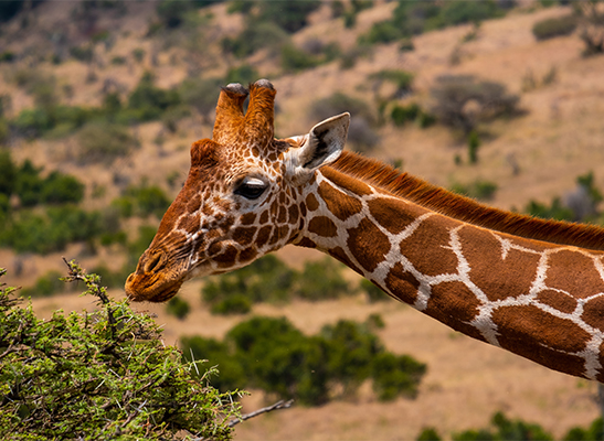 closeup-shot-giraffe-grazing-jungle-captured